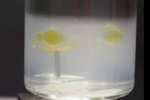 Aquatic polyp