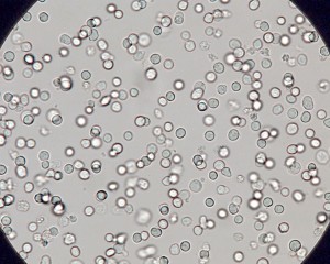 cells cells
