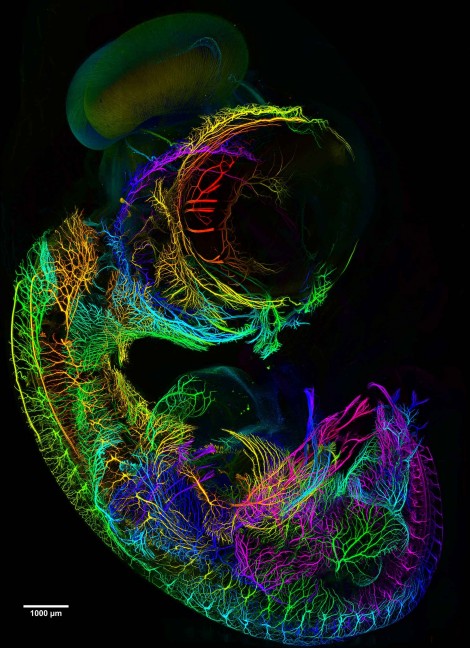 chicken embryo