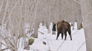 collared bison