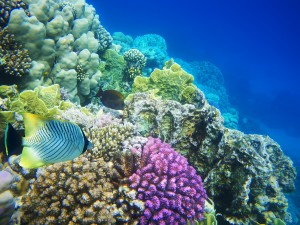 Examining coral with hyperspectral imaging Examining coral with hyperspectral imaging