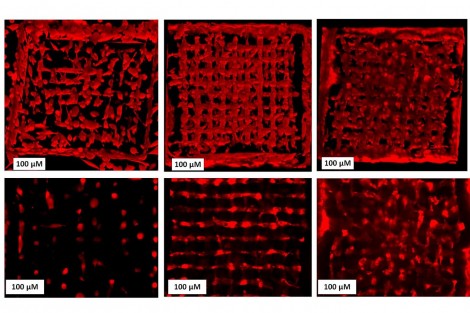 Cells spreading in a 3D scaffold - from left to right week 1, week 3 week 5 Top 3D setup, bottom one layer only Cells spreading in a 3D scaffold - from left to right week 1, week 3 week 5 Top 3D setup, bottom one layer only