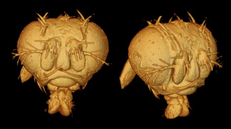 fruit fly