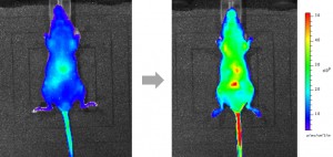 Fluorescence imaging of a mouse injected with the R2c probe and Vitamin C Fluorescence imaging of a mouse injected with the R2c probe and Vitamin C