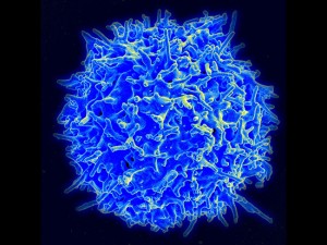 Scanning electron micrograph of a human T lymphocyte also called a T cell from the immune system of a healthy donor Source National Institute of Allergy and Infectious Diseases NIAID Scanning electron micrograph of a human T lymphocyte also called a T cell from the immune system of a healthy donor Source National Institute of Allergy and Infectious Diseases NIAID