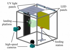 The experimental set-up with a stereoscopic high-speed Mikrotron camera system, a feeding station and a vertical landing platform The green box around the vertical landing platform depicts the viewing domain of the cameras