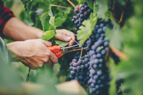 wine