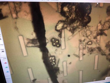 microplastics in water. Image by Wayne Knox