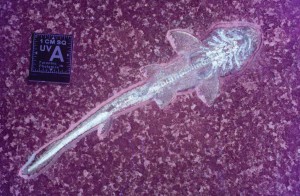 Fossil illuminated with UVA light