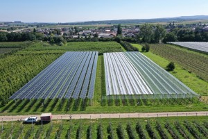 orchard with solar