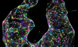 Using DNA microscopy, scientists can identify different cells colored dots within a samplewith no prior knowledge of what the sample looks like Credit J Weinstein et alCell 2019 Using DNA microscopy, scientists can identify different cells colored dots within a samplewith no prior knowledge of what the sample looks like Credit J Weinstein et alCell 2019