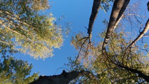 trees trees