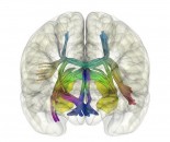 Frontal view of the hippocampus and its main fiber tracts frontal A Credit Brainx3com, SPECS lab