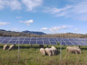 sheep and solar