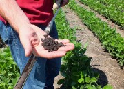 USDA NRCS South Dakota, Public domain, via Wikimedia Commons
