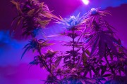cannabis lighting