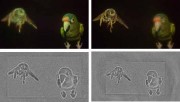 captured 3D results