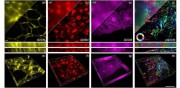 Open-source core technology embedded inside projector hardware enables high-speed, auto-polarization modulated 3D structured illumination microscopy SIM imaging 3DSIM reconstruction of plant and animal tissue samples a cell walls in oleander leaves, b hol