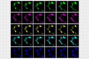 A sequence of images showing cells in transition Photo by MIT