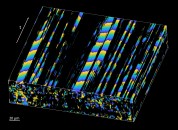 The image shows the propagation of the cilia metachronal wave in space and time as captured with the new method Credit Tian Xia and Irina V Larina, Baylor College of Medicine