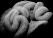 Researchers use OCT imaging to uncover how the fallopian tube transports embryos