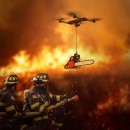 Dragonfly in wildfire area