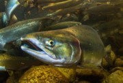 salmon