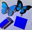 butterfly wings