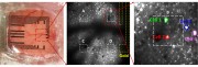 Low-impedance, transparent graphene microelectrode array The inset is a microscopic image of the 4 x 4 array Image courtesy of Yichen LuAdvanced Functional Materials
